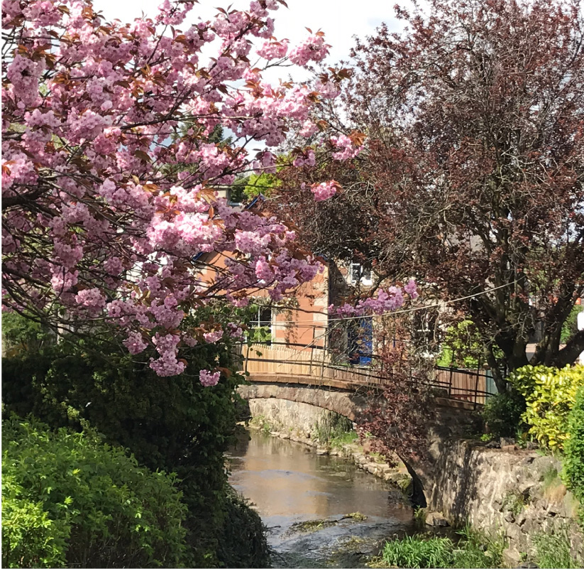 Cherry Tree Image